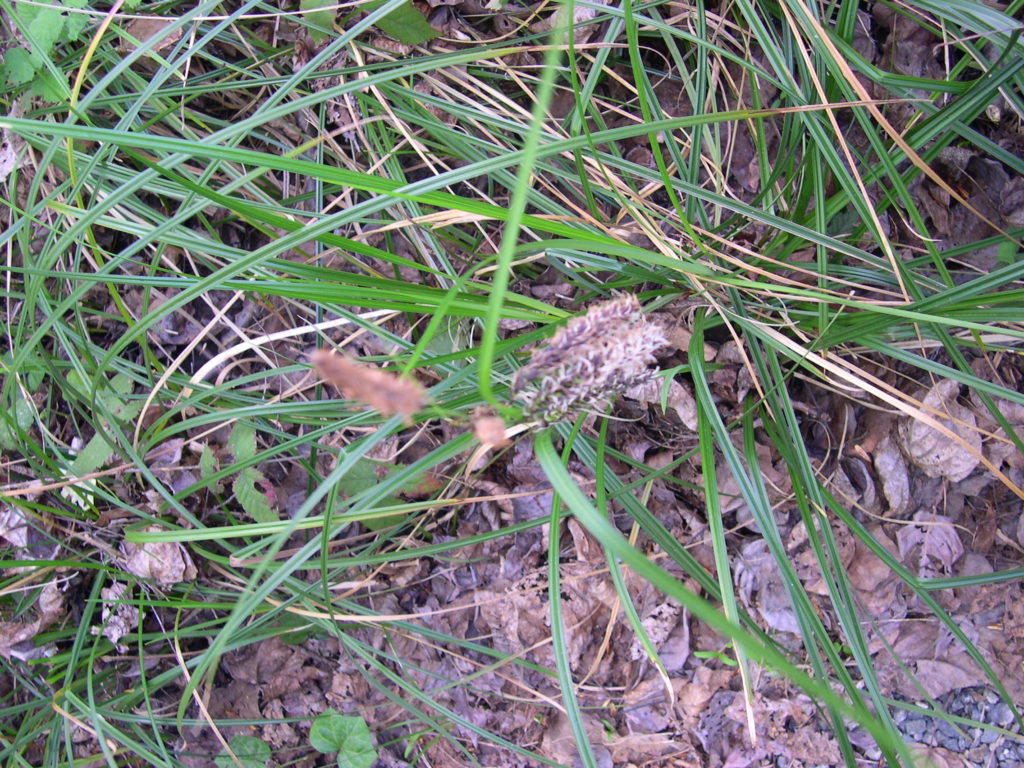 BULRUSH SCIRPUS MICROCARPUS