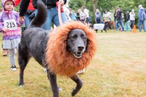 Black dog wearing lion mane costume